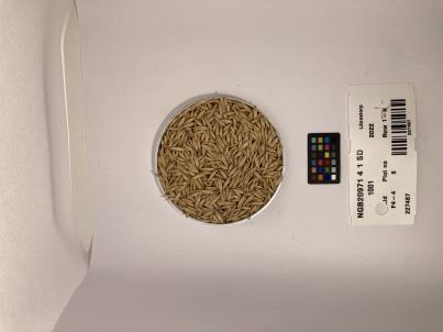 Click for 1 image(s) for this accession. SEED